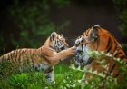 Sécurité des parcs privés animaliers et ambition touristique : l'urgence d'une gestion professionnelle des risques