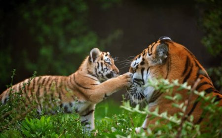 Sécurité des parcs privés animaliers et ambition touristique : l'urgence d'une gestion professionnelle des risques