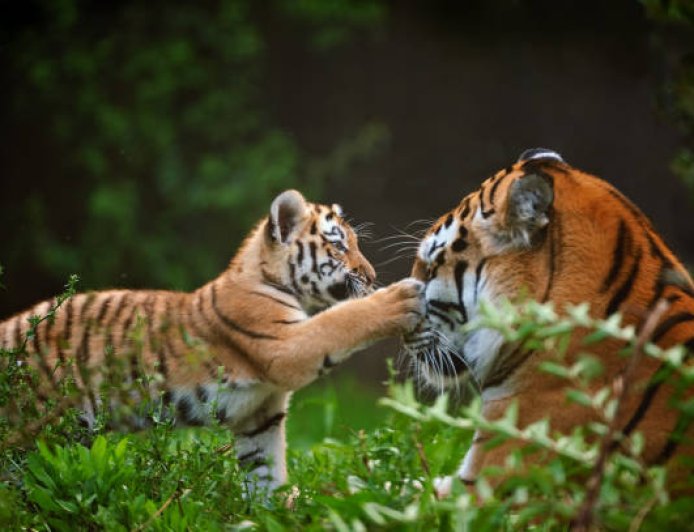 Sécurité des parcs privés animaliers et ambition touristique : l'urgence d'une gestion professionnelle des risques