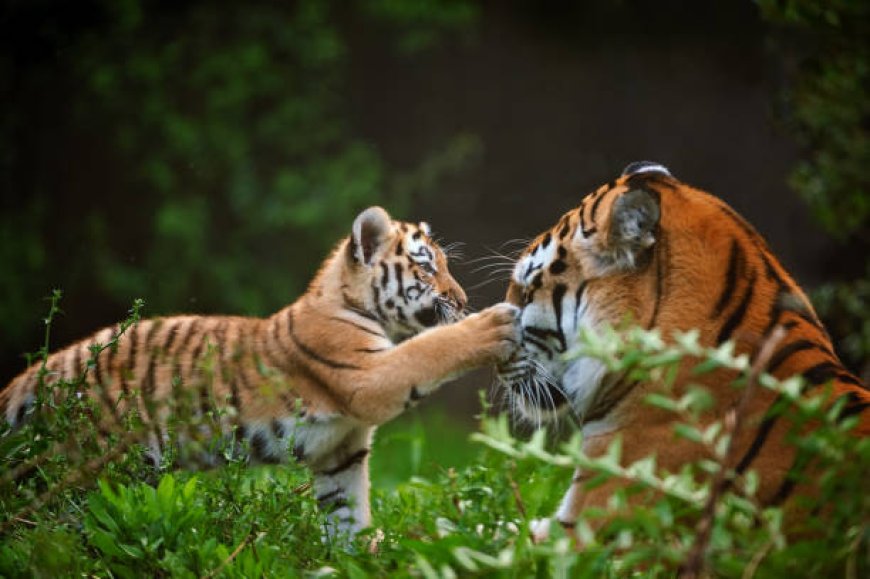 Sécurité des parcs privés animaliers et ambition touristique : l'urgence d'une gestion professionnelle des risques